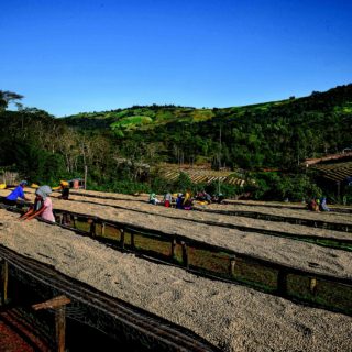 Une fois lavés, les cafés sont séchés au soleil et triés pour éliminer les défauts. Dulli Ethiopie.