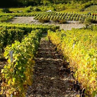 vignes ©vinsdesavoie