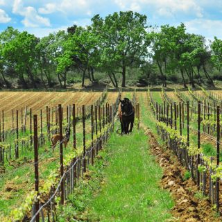 cheval et chien dans la vigne ©DR