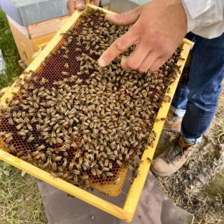 les abeilles ouvrières ©DR